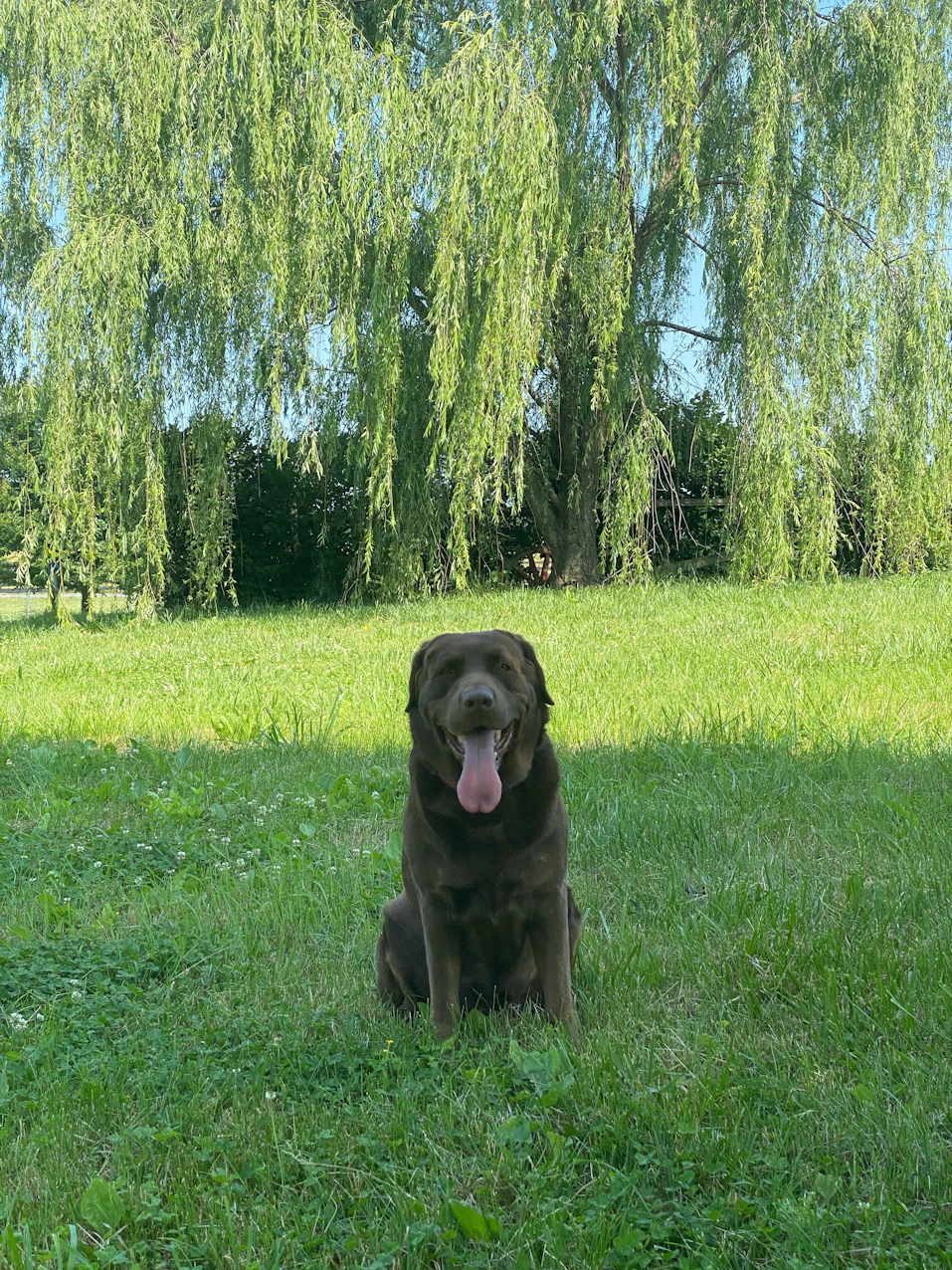 4141 South Lee Highway, Natural Bridge, VA 24578, Presented by Scottie